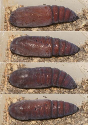 Réf. 220 636 : Ophiusa tirhaca